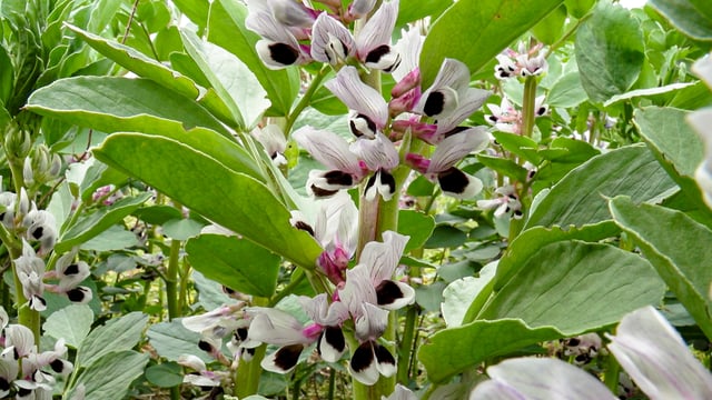 Many growers beginning to plant spring beans now