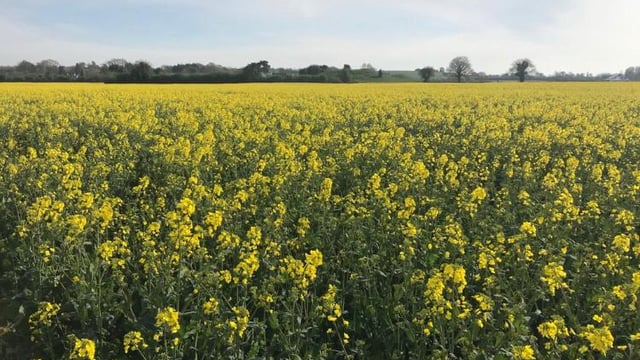 Did you 'HEAR' about this oilseed rape crop?