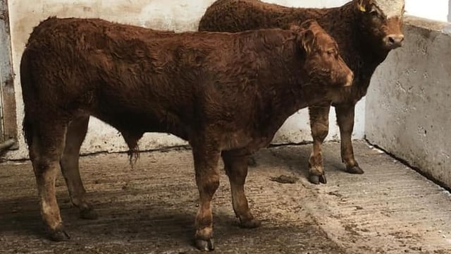 Pics and prices: Young stock lead the way at Dowra Mart
