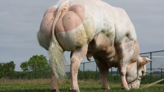 Belgian Blue sire DBZ no longer available