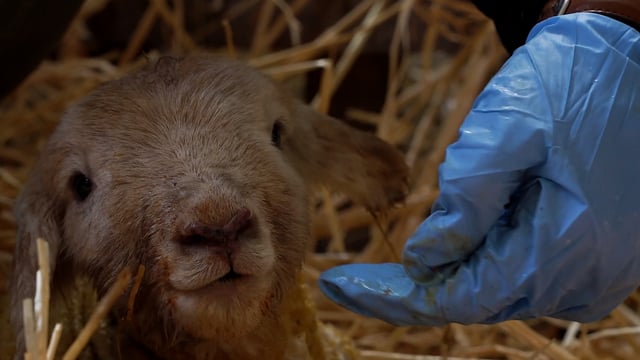 Lamb mortality: First three days of life critical to survival