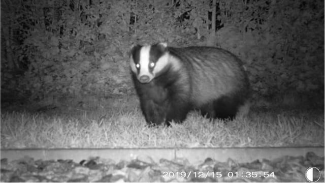 Badger cull identified as DAERA's preferred option for bTB wildlife intervention