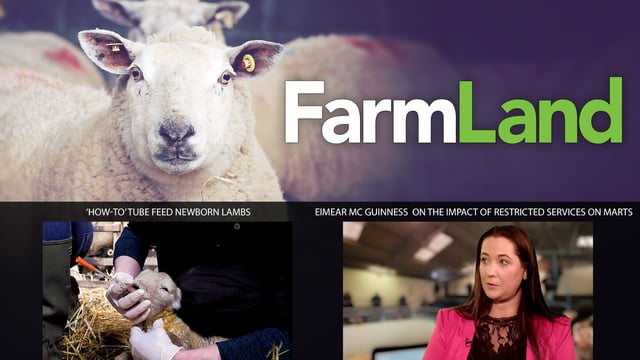 This week's FarmLand: Covid-19 impact on marts, and tube feeding newborn lambs