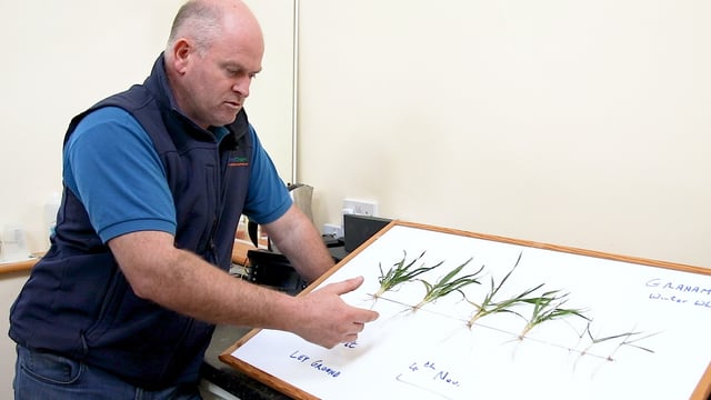 CROPS WATCH: Root growth essential to reach potential yields