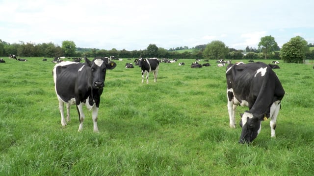 How to boost your herd's fertility this breeding season