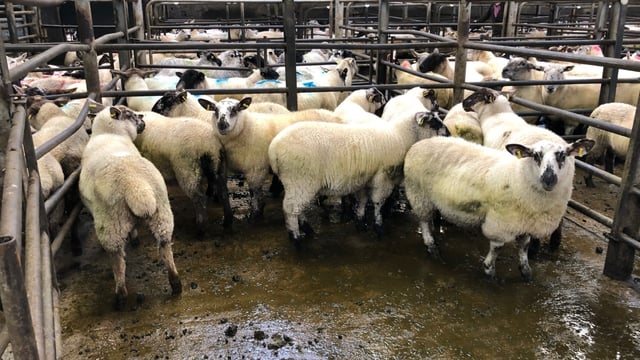 Sheep trade: Hogget and spring lamb prices surge up, as supplies tighten