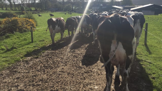 Can OAD milking improve the BCS of under-conditioned cows?