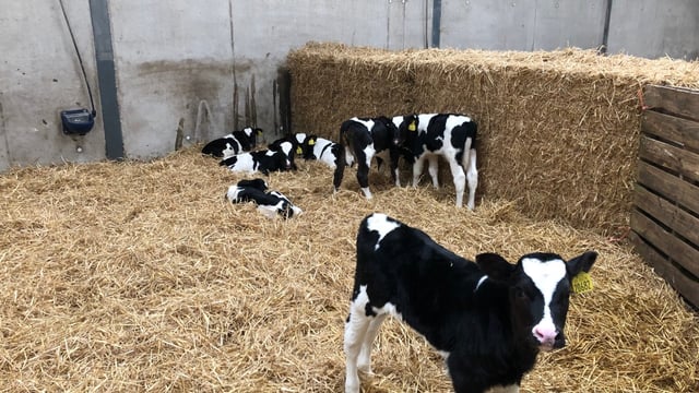 Dairy calf registrations surpass the one million head mark