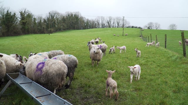 Maintaining ewe BCS in early lactation is critical