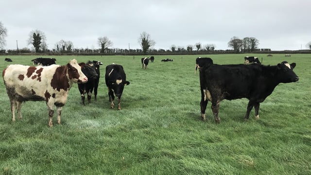 What BCS should my cows be coming into the breeding season?