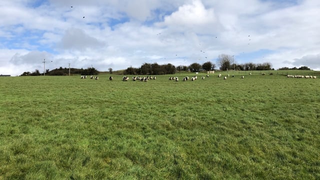 Time to maximise flock performance through grazed grass, as growth rates surge up