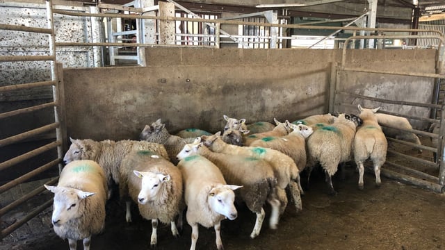 Sheep trade: Processors warn of cuts of up to €13/head for hoggets and €8/head for spring lambs