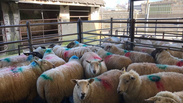 Sheep trade: Positive Easter trade sees prices move in the right direction
