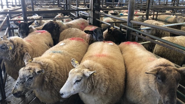 Sheep marts: Strong demand and small numbers on offer are driving prices up