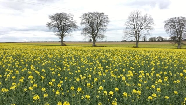 Crop walking: Early crops in the south powering ahead