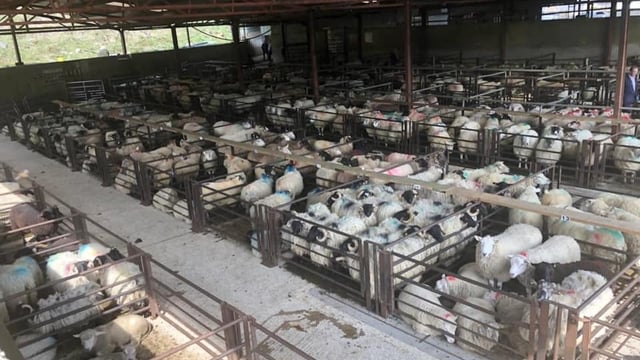 Sheep marts: Factory hoggets hit €193/head at Dowra Mart