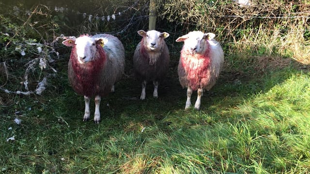 Appeal for information following Tipperary sheep attack