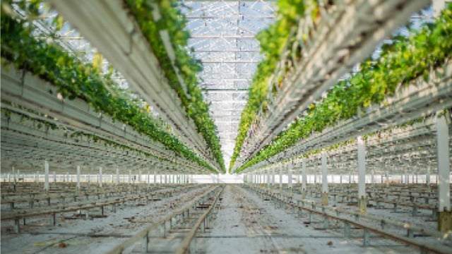 Keelings flies seasonal farm workers to Ireland