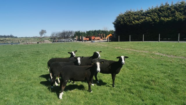 Sheep focus: Breeding pedigree Zwartbles in Co. Galway