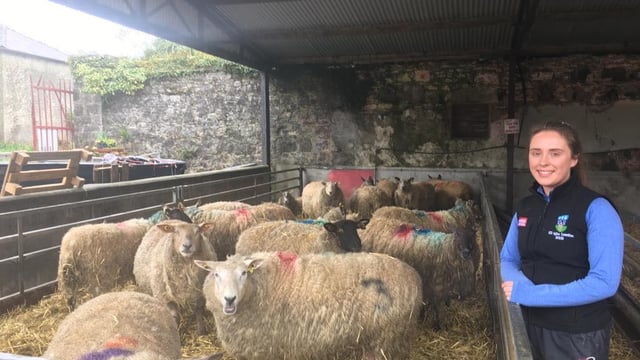 Sheep focus: Juggling college work and helping out with lambing 270 ewes in Co. Sligo
