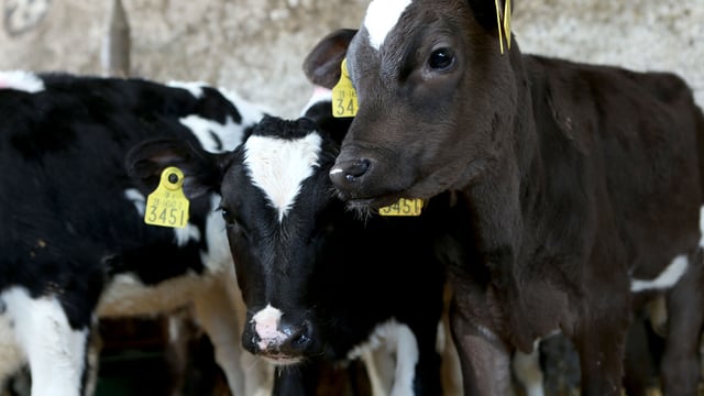 Calf Health Series: The calf rearing refresher course