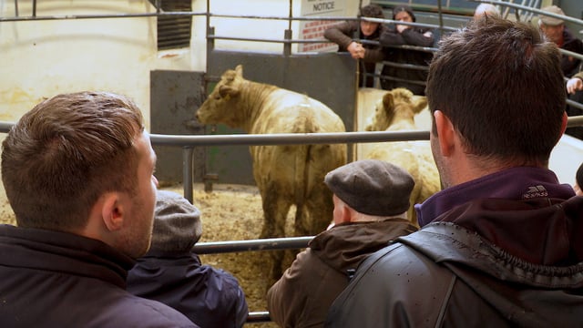 Online livestock buying and selling popular with farmers