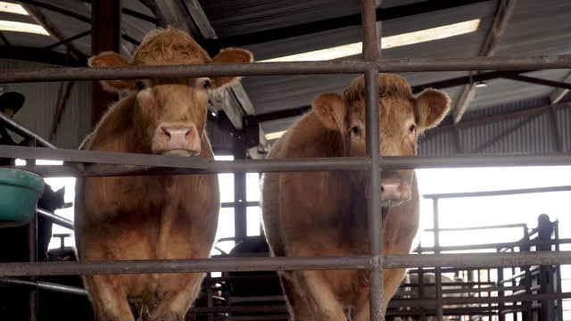 Beef kill: Increase in bull and cow slaughterings