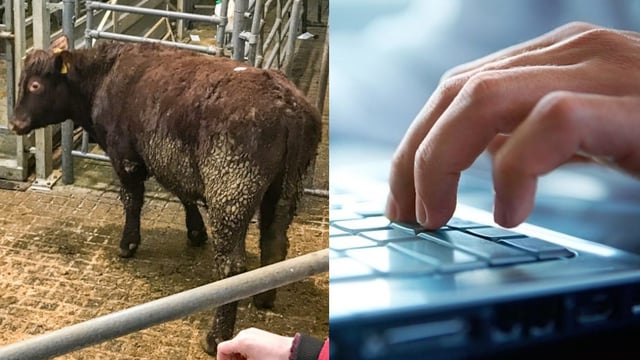 Virtual marts: Online 'farmer-free' auctions to take place from next week