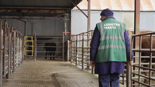Grass cattle availability increases on Haystack