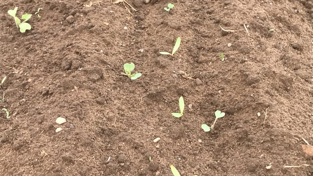 Crop walking: Beet weeds top of the agenda in Co. Laois
