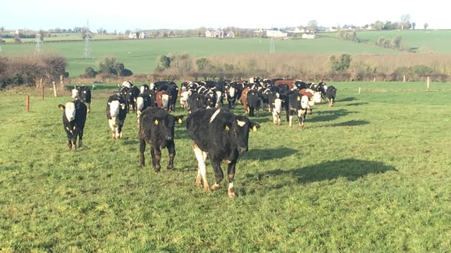 Managing spring grazing in counties Meath, Kildare and Roscommon