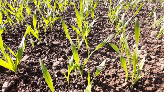 'Winter crop development is still progressing' - CAFRE