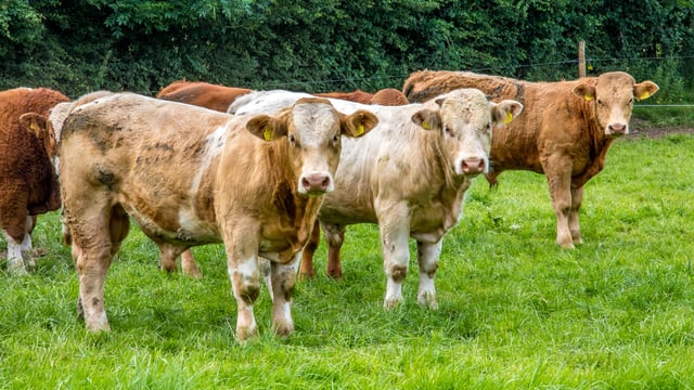 ICSA backs Pedigree Breeders Council no confidence vote in ICBF