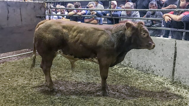 Valuing animals set to become 'a serious challenge' for marts - ICOS warning