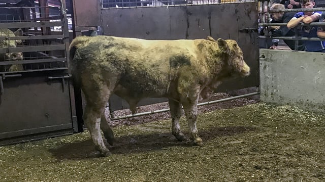 Contract to supply 12,000 bulls and steers to Algeria secured
