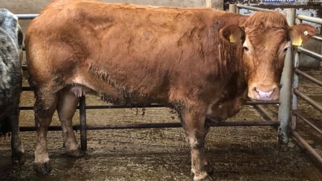 Pics and prices: Better trade for dry cows at Dowra Mart