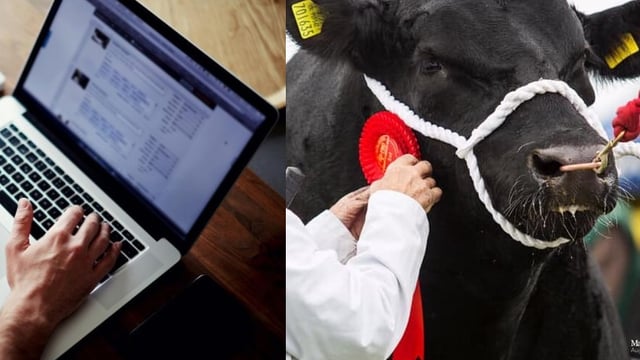 'Stage set' for first online pedigree Angus bull sale