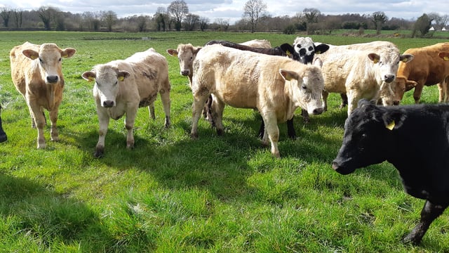 Pics: Buy and sell livestock for FREE on Haystack