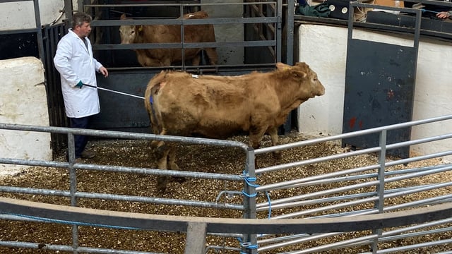 Pics and prices: Steady trade at Carnaross Mart's weanling sale