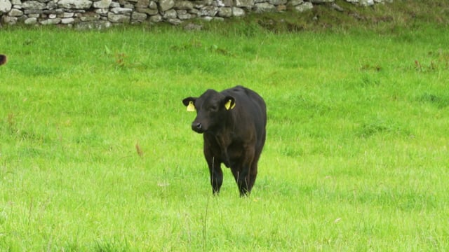 Co. Tyrone man now at the helm of the Aberdeen Angus Society