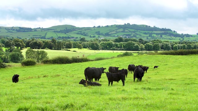 Aberdeen Angus beef set to retain a premium in the market