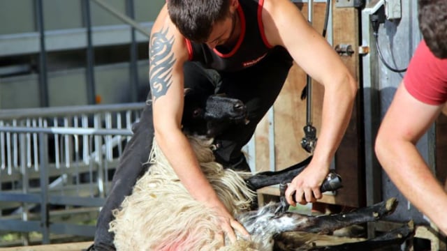 'It's business as usual for us' - sheep shearer Karol Devaney