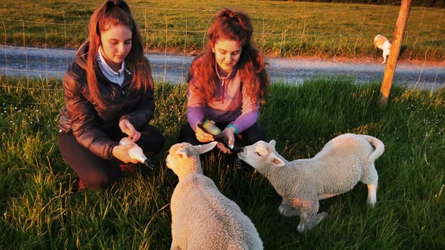 Leaving Cert liberation relief on double