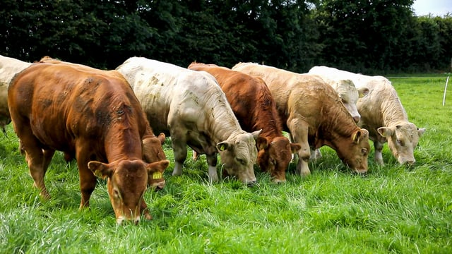 LMC preparing for 'fundamental change' in livestock sector