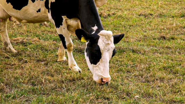 Removal of dairy cows would have 'minimal' impact on emissions - US research