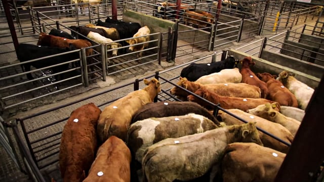CSO: Cattle slaughterings down in first half of 2025