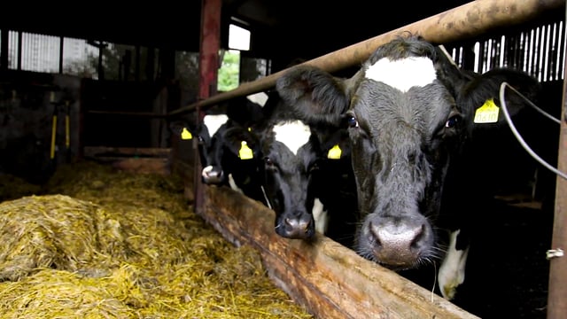 Poots and Dodds launch review into future of NI's agri-food sector