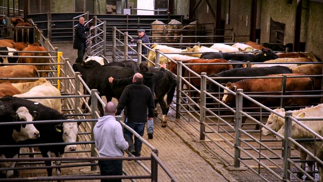 Options for buying and selling cattle if your herd is restricted with TB