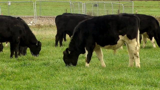Reducing emissions in dairy beef goes under spotlight in new podcast