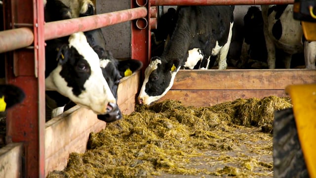 Getting dry cow management right for a successful calving
